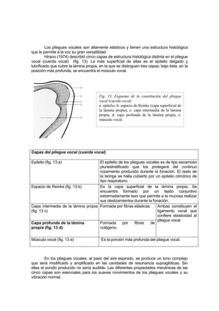 Los pliegues vocales son altamente elásticos y tienen una estructura histológica
que le permite a la voz su gran versatilidad.
         Hirano (1974) describió cinco capas de estructura histológica distinta en el pliegue
vocal (cuerda vocal) (fig. 13). La más superficial de ellas es el epitelio delgado y
lubrificado que cubre la lámina propia, en la que se distinguen tres capas; bajo ésta, en la
posición más profunda, se encuentra el músculo vocal.




                                        Fig. 13. Esquema de la constitución del pliegue
                                        vocal (cuerda vocal)
                                        a: epitelio, b: espacio de Reinke (capa superficial de
                                        la lámina propia), c: capa intermedia de la lámina
                                        propia, d: capa profunda de la lámina propia, e:
                                        músculo vocal.




Capas del pliegue vocal (cuerda vocal)

Epitelio (fig. 13 a)                El epitelio de los pliegues vocales es de tipo escamoso
                                    pluriestratificado que los protegerá del continuo
                                    rozamiento producido durante la fonación. El resto de
                                    la laringe se halla cubierto por un epitelio cilíndrico de
                                    tipo respiratorio.
Espacio de Reinke (fig. 13 b)       Es la capa superficial de la lámina propia. Se
                                    encuentra formado por un tejido conjuntivo
                                    extremadamente laxo que permite a la mucosa realizar
                                    sus deslizamientos durante la fonación.
Capa intermedia de la lámina propia Formada por fibras elásticas.     Ambas constituyen el
(fig. 13 c)                                                           ligamento vocal que
                                                                      confiere elasticidad al
                                                                      pliegue vocal.
Capa profunda de la lámina          Formada        por    fibras  de
propia (fig. 13 d)                  colágeno.

Músculo vocal (fig. 13 e)                Es la porción más profunda del pliegue vocal.



        En los pliegues vocales, al paso del aire espirado, se produce un tono complejo
que será modificado y amplificado en las cavidades de resonancia supraglóticas. Sin
ellas el sonido producido no sería audible. Las diferentes propiedades mecánicas de las
cinco capas son esenciales para los suaves movimientos de los pliegues vocales y su
vibración normal.
 
