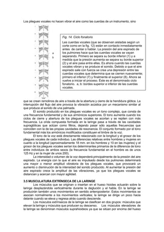 Los pliegues vocales no hacen vibrar el aire como las cuerdas de un instrumento, sino




                              Fig. 14. Ciclo fonatorio
                              Les cuerdas vocales (que se observan aisladas según un
                              corte como en la fig. 12) están en contacto inmediatamente
                              antes de cantar o hablar. La presión del aire espirado de
                      a       los pulmones hace que las cuerdas vocales se vayan
                      b       separando. Primero se separa su borde inferior (1) y a
                              medida que la presión aumenta se separa su borde superior
                              (2) y el aire pasa entre ellas. Es ahora cuando las cuerdas
                              vocales vibran y se produce el sonido. Debido a que el aire
                              espirado sale con fuerza se crea una depresión entre las
                              cuerdas vocales que determina que se cierren nuevamente;
                              primero el inferior (7) y finalmente el superior (8). Ahora se
                              vuelve a iniciar el proceso. Éste es el denominado ciclo
                              fonatorio. a, b: bordes superior e inferior de las cuerdas
                              vocales.



que se crean remolinos de aire a través de la abertura y cierre de la hendidura glótica. La
interrupción del flujo del aire provoca la vibración acústica por un mecanismo similar al
que produce al sonido de una palmada.
        El sonido producido en los pliegues vocales es un tono complejo, que consta de
una frecuencia fundamental y de sus armónicos superiores. El tono aumenta cuando los
ciclos de cierre y abertura de los pliegues vocales se acortan y se repiten con más
frecuencia. La onda compuesta formada en la laringe pasa a través de las cavidades
supraglóticas que actúan como filtros, dejando pasar sólo aquellas frecuencias que
coinciden con la de las propias cavidades de resonancia. El conjunto formado por el tono
fundamental más los armónicos modificados constituyen el timbre de la voz.
        El tono de la voz está directamente relacionado con la longitud y el grosor de los
pliegues vocales de cada individuo. Las diferencias relativas entre hombres y mujeres en
cuanto a la longitud (aproximadamente 18 mm. en los hombres y 10 en las mujeres) y el
grosor de los pliegues vocales serían los determinantes primarios de la diferencia de tono
entre individuos de ambos sexos (la frecuencia fundamental en el hombre es de unos
125 Hz y en la mujer de unos 200).
        La intensidad o volumen de la voz dependerá principalmente de la presión del aire
espirado. La energía con la que el aire es impulsado desde los pulmones determinará
una mayor o menor amplitud vibratoria de los pliegues vocales, que provocará un
aumento o disminución de la intensidad del sonido producido. Al aumentar la presión del
aire espirado crece la amplitud de las vibraciones, ya que los pliegues vocales se
distancian y acercan con mayor agilidad.

3.5 MUSCULATURA EXTRÍNSECA DE LA LARINGE
         Los músculos que se originan o insertan en el hueso hioides actuarán sobre la
laringe desplazándola verticalmente durante la deglución y el habla. En la laringe se
producirán también unos movimientos en sentido anteroposterior. Estos movimientos se
asocian normalmente a los movimientos verticales; la laringe se dirige un poco hacia
delante cuando se eleva y regresa atrás cuando desciende.
         Los músculos extrínsecos de la laringe se clasifican en dos grupos: músculos que
elevan la laringe y músculos que producen su descenso. Los músculos elevadores de
la laringe se denominan músculos suprahioideos ya que se sitúan por encima del hueso
 