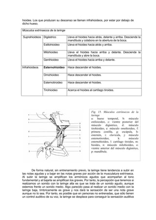 hioides. Los que producen su descenso se llaman infrahioideos, por estar por debajo de
dicho hueso.

Músculos extrínsecos de la laringe

Suprahioideos Digástrico             Lleva el hioides hacia atrás, delante y arriba. Desciende la
                                     mandíbula y colabora en la abertura de la boca.
                 Estilohioideo       Lleva el hioides hacia atrás y arriba.

                 Milohioideo         Lleva el hioides hacia arriba y delante. Desciende la
                                     mandíbula y abre la boca.
                 Genihioideo         Lleva el hioides hacia arriba y delante.

Infrahioideos    Esternohioideo      Hace descender el hioides.

                 Omohioideo          Hace descender el hioides.

                 Esternotiroideo     Hace descender el hioides.

                 Tirohioideo         Acerca el hioides al cartílago tiroides.




                                                         Fig. 15. Músculos extrínsecos de la
                                                         laringe
                                                         a: hueso temporal, b: músculo
                                                         estiloioideo, c: vientre posterior del
                                                         músculo      digástrico,    d:   músculo
                                                         tirohioideo, e: músculo omohioideo, f:
                                                         primera costilla, g: escápula, h:
                                                         esternón, i: clavícula, j: músculo
                                                         esternotiroideo,         k:      músculo
                                                         esternohioideo, l: cartílago tiroides, m:
                                                         hioides, n: músculo milohioideo, o:
                                                         vientre anterior del músculo digástrico,
                                                         p: mandíbula.




        De forma natural, sin entrenamiento previo, la laringe tiene tendencia a subir en
las notas agudas y a bajar en las notas graves por acción de la musculatura extrínseca.
Al subir la laringe se amplifican los armónicos agudos que acompañan al tono
fundamental y al bajarla se amplifican los graves. Por tanto, la percepción que tenemos si
realizamos un sonido con la laringe alta es que se trata de un sonido agudo, aunque
estemos frente un sonido medio. Algo parecido pasa al realizar un sonido medio con la
laringe baja, tímbricamente es grave y nos dará la sensación de ser una nota grave
aunque no lo sea. Por tanto, es posible que en personas no entrenadas, que sólo tienen
un control auditivo de su voz, la laringe se desplace para conseguir la sensación auditiva
 