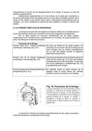 principalmente en función de los desplazamientos de la laringe, la lengua y el velo del
paladar o paladar blando.
        Clásicamente, especialmente en la voz cantada, se ha dado gran importancia a
los senos paranasales como resonadores de la voz, pero estas cavidades actuarán como
zonas en las cuales el aire vibrará dando lugar a sensaciones propioceptivas para el
cantante, y no como cavidades de resonancia para amplificar el sonido y hacerlo más
audible.

4.1 LA FARINGE COMO CAJA DE RESONANCIA

        La faringe es la parte del tubo digestivo situada por detrás de la cavidad nasal, la
bucal y de la laringe. Actúa como conducto común para la deglución y la respiración.
        Por su parte anterior se comunica cranealmente con las fosas nasales,
medialmente con la cavidad bucal y caudalmente con la laringe. Su pared posterior es
plana. Se distinguen en ella tres porciones:

       Porciones de la faringe
Porción nasal de la faringe (rinofaringe, Se sitúa por detrás de las fosas nasales. Se
nasofaringe o epifaringe) (fig. 16 c)     comunica con la porción oral de la faringe por el
                                          istmo faríngeo que es cerrado completamente
                                          por el velo del paladar durante la deglución
                                          separando ambas partes.

Porción oral de la faringe (orofaringe, Comunica por delante con la cavidad bucal por el
bucofaringe o mesofaringe) (fig. 16 f)  istmo de las fauces (fig. 18 f) que está limitado
                                        cranealmente por el velo del paladar, a cada lado
                                        por el arco palatogloso y palatofaríngeo (fig. 18)
                                        y caudalmente por la lengua.

Porción laríngea de la faringe (hipofaringe o Se extiende desde el borde superior de la
laringofaringe) (fig. 16 g)                   epiglotis hasta el borde inferior del cartílago
                                              cricoides, donde se continúa con el esófago.




                                              Fig. 16. Porciones de la faringe
                                              a: hueso esfenoides con seno esfenoidal y hueso
                                              occipital, b: orificio de la trompa auditiva, c:
                                              porción nasal de la faringe, d: velo del paladar,
                                              e: úvula palatina, f: porción oral de la faringe, g:
                                              porción laríngea de la faringe, h: laringe, i:
                                              mandíbula, j: lengua, k: labio, m: maxilar, n:
                                              cavidad nasal, o: hueso frontal con si frontal, p:
                                              paladar duro




      La pared de la faringe se compone mayoritariamente de dos capas musculares:
músculos elevadores y constrictores de la faringe.
 