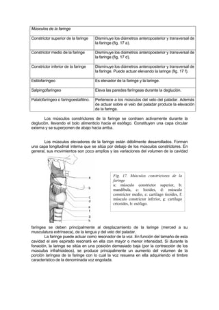 Músculos de la faringe

Constrictor superior de la faringe    Disminuye los diámetros anteroposterior y transversal de
                                      la faringe (fig. 17 a).

Constrictor medio de la faringe       Disminuye los diámetros anteroposterior y transversal de
                                      la faringe (fig. 17 d).

Constrictor inferior de la faringe    Disminuye los diámetros anteroposterior y transversal de
                                      la faringe. Puede actuar elevando la laringe (fig. 17 f).

Estilofaríngeo                        Es elevador de la faringe y la laringe.

Salpingofaríngeo                      Eleva las paredes faríngeas durante la deglución.

Palatofaríngeo o faringoestafilino.   Pertenece a los músculos del velo del paladar. Además
                                      de actuar sobre el velo del paladar produce la elevación
                                      de la faringe.

       Los músculos constrictores de la faringe se contraen activamente durante la
deglución, llevando el bolo alimenticio hacia el esófago. Constituyen una capa circular
externa y se superponen de abajo hacia arriba.


       Los músculos elevadores de la faringe están débilmente desarrollados. Forman
una capa longitudinal interna que se sitúa por debajo de los músculos constrictores. En
general, sus movimientos son poco amplios y las variaciones del volumen de la cavidad




                                                Fig. 17. Músculos constrictores de la
                                                faringe
                                                a: músculo constrictor superior, b:
                                                mandíbula, c: hioides, d: músculo
                                                constrictor medio, e: cartílago tiroides, f:
                                                músculo constrictor inferior, g: cartílago
                                                cricoides, h: esófago.




faríngea se deben principalmente al desplazamiento de la laringe (merced a su
musculatura extrínseca), de la lengua y del velo del paladar.
       La faringe puede actuar como resonador de la voz. En función del tamaño de esta
cavidad el aire espirado resonará en ella con mayor o menor intensidad. Si durante la
fonación, la laringe se sitúa en una posición demasiado baja (por la contracción de los
músculos infrahioideos), se produce principalmente un aumento del volumen de la
porción laríngea de la faringe con lo cual la voz resuena en ella adquiriendo el timbre
característico de la denominada voz engolada.
 