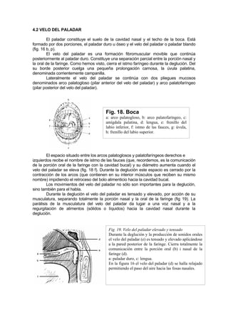 4.2 VELO DEL PALADAR

         El paladar constituye el suelo de la cavidad nasal y el techo de la boca. Está
formado por dos porciones, el paladar duro u óseo y el velo del paladar o paladar blando
(fig. 16 b, p).
         El velo del paladar es una formación fibromuscular movible que continúa
posteriormente al paladar duro. Constituye una separación parcial entre la porción nasal y
la oral de la faringe. Como hemos visto, cierra el istmo faríngeo durante la deglución. Del
su borde posterior cuelga una pequeña prolongación carnosa, la úvula palatina,
denominada corrientemente campanilla.
         Lateralmente el velo del paladar se continúa con dos pliegues mucosos
denominados arco palatogloso (pilar anterior del velo del paladar) y arco palatofaríngeo
(pilar posterior del velo del paladar).




                                        Fig. 18. Boca
                                        a: arco palatogloso, b: arco palatofaríngeo, c:
                                        amígdala palatina, d: lengua, e: frenillo del
                                        labio inferior, f: istmo de las fauces, g: úvula,
                                        h: frenillo del labio superior.




        El espacio situado entre los arcos palatoglosos y palatofaríngeos derechos e
izquierdos recibe el nombre de istmo de las fauces (que, recordemos, es la comunicación
de la porción oral de la faringe con la cavidad bucal) y su diámetro aumenta cuando el
velo del paladar se eleva (fig. 18 f). Durante la deglución este espacio es cerrado por la
contracción de los arcos (que contienen en su interior músculos que reciben su mismo
nombre) impidiendo el retroceso del bolo alimenticio hacia la cavidad bucal.
        Los movimientos del velo del paladar no sólo son importantes para la deglución,
sino también para el habla.
        Durante la deglución el velo del paladar es tensado y elevado, por acción de su
musculatura, separando totalmente la porción nasal y la oral de la faringe (fig 19). La
parálisis de la musculatura del velo del paladar da lugar a una voz nasal y a la
regurgitación de alimentos (sólidos o líquidos) hacia la cavidad nasal durante la
deglución.


                                          Fig. 19. Velo del paladar elevado y tensado
                                          Durante la deglución y la producción de sonidos orales
                                          el velo del paladar (e) es tensado y elevado aplicándose
                                          a la pared posterior de la faringe. Cierra totalmente la
                                          comunicación entre la porción oral (b) i nasal de la
                                          faringe (d).
                                          a: paladar duro, c: lengua.
                                          En la figura 16 el velo del paladar (d) se halla relajado
                                          permitiendo el paso del aire hacia las fosas nasales.
 