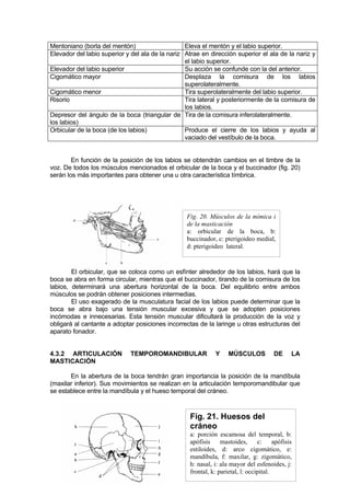 Mentoniano (borla del mentón)                     Eleva el mentón y el labio superior.
Elevador del labio superior y del ala de la nariz Atrae en dirección superior el ala de la nariz y
                                                  el labio superior.
Elevador del labio superior                       Su acción se confunde con la del anterior.
Cigomático mayor                                  Desplaza la comisura de los labios
                                                  superolateralmente.
Cigomático menor                                  Tira superolateralmente del labio superior.
Risorio                                           Tira lateral y posteriormente de la comisura de
                                                  los labios.
Depresor del ángulo de la boca (triangular de Tira de la comisura inferolateralmente.
los labios)
Orbicular de la boca (de los labios)              Produce el cierre de los labios y ayuda al
                                                  vaciado del vestíbulo de la boca.


        En función de la posición de los labios se obtendrán cambios en el timbre de la
voz. De todos los músculos mencionados el orbicular de la boca y el buccinador (fig. 20)
serán los más importantes para obtener una u otra característica tímbrica.




                                                  Fig. 20. Músculos de la mímica i
                                                  de la masticación
                                                  a: orbicular de la boca, b:
                                                  buccinador, c: pterigoideo medial,
                                                  d: pterigoideo lateral.


        El orbicular, que se coloca como un esfínter alrededor de los labios, hará que la
boca se abra en forma circular, mientras que el buccinador, tirando de la comisura de los
labios, determinará una abertura horizontal de la boca. Del equilibrio entre ambos
músculos se podrán obtener posiciones intermedias.
        El uso exagerado de la musculatura facial de los labios puede determinar que la
boca se abra bajo una tensión muscular excesiva y que se adopten posiciones
incómodas e innecesarias. Esta tensión muscular dificultará la producción de la voz y
obligará al cantante a adoptar posiciones incorrectas de la laringe u otras estructuras del
aparato fonador.


4.3.2 ARTICULACIÓN           TEMPOROMANDIBULAR                Y    MÚSCULOS            DE     LA
MASTICACIÓN

       En la abertura de la boca tendrán gran importancia la posición de la mandíbula
(maxilar inferior). Sus movimientos se realizan en la articulación temporomandibular que
se establece entre la mandíbula y el hueso temporal del cráneo.



                                                   Fig. 21. Huesos del
                                                   cráneo
                                                   a: porción escamosa del temporal, b:
                                                   apófisis     mastoides,      c:     apófisis
                                                   estiloides, d: arco cigomático, e:
                                                   mandíbula, f: maxilar, g: zigomático,
                                                   h: nasal, i: ala mayor del esfenoides, j:
                                                   frontal, k: parietal, l: occipital.
 