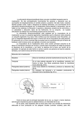 La articulación témporomandibular tiene una gran movilidad necesaria para la
masticación. Se dan principalmente movimientos de ascenso y descenso que se
acompañan de desplazamientos en sentido anterior y posterior. De este modo, nuestros
dientes pueden cortar, moler o desgarrar los distintos alimentos. Los movimientos de la
articulación témporomandibular son: a) Antepulsión (hacia delante) y retropulsión, que se
hallan en los roedores; b) Elevación o ascenso y descenso; propios de los carnívoros; y
c) Lateralidad o diducción; típico de los herbívoros. En su conjunto, en nuestra
articulación se realizan los movimientos propios de los omnívoros.
        La articulación témporomandibular está sujetada por la musculatura de la
masticación ya que no presenta ligamentos importantes que la refuercen (sólo presenta
un pequeño ligamento muy laxo). Esto conlleva que las luxaciones sean frecuentes, ya
que su integridad dependerá del mayor o menor tono de la musculatura de cada persona.
En personas con un tono muscular bajo se puede luxar la mandíbula sólo por el hecho de
bostezar o abrir la boca como, por ejemplo, al comer una manzana.
        La musculatura de la masticación tiene como acción principal conjunta la de
elevar la mandíbula cerrando así la boca. Cuando esta musculatura se relaja se produce
el descenso de la mandíbula y, por tanto, la abertura de la boca, por acción de la
gravedad. Un ejemplo de este hecho lo vemos cuando una persona se duerme estando
sentada y se le abre la boca de forma involuntaria.

Músculos de la masticación.

Masetero                        Eleva la mandíbula cerrando fuertemente la boca /fig. 22 a).

Temporal                        Es el más potente elevador de la mandíbula, cerrando con
                                fuerza la boca. Sus fibras posteriores llevan la mandíbula
                                hacia atrás (fig. 22 b).
Pterigoideo lateral (externo)   Lleva hacia delante la mandíbula y produce su descenso (fig.
                                20 d).
Pterigoideo medial (interno)    Es sinérgico del temporal y el masetero produciendo la
                                elevación de la mandíbula (fig. 20 c).




                                             Fig. 22. Músculos           de   la
                                             masticación
                                             a: masetero, b: temporal.




       Como la boca será el principal resonador de la voz, su mayor o menor abertura
será de gran importancia para la calidad tímbrica y la intensidad de la voz.
       En el canto, será necesario abrir la boca para crear una cavidad de resonancia
adecuada al tono producido en los pliegues vocales (cuerdas vocales), para ello,
 