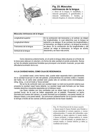 Fig. 23. Músculos
                                                 extrínsecos de la lengua
                                                 a: dorso de la lengua, b: mandíbula, c:
                                                 músculo geniogloso, d: geniohioideo, e:
                                                 músculo milohioideo, f: hioides, g:
                                                 músculo hiogloso, h: músculo estilogloso.




Músculos intrínsecos de la lengua

Longitudinal superior                 En la contracción del transverso y el vertical, se relajan
                                      los longitudinales, lo cual determina que la lengua se
Longitudinal inferior                 estreche y se alargue. Si se contraen los longitudinales y
                                      el transverso, se relaja el vertical, y la lengua se acorta y
Transverso de la lengua               se eleva. En la contracción de los longitudinales y del
                                      vertical se relaja el transverso, la lengua se acorta,
Vertical de la lengua                 desciende y se hace más ancha.



         Como decíamos anteriormente, en el canto la lengua debe situarse en el fondo de
la boca para adecuar el volumen y la forma de esta cavidad al sonido producido. Nunca
se han de adoptar posiciones forzadas que provoquen una tensión muscular, ya que esto
dificultaría la emisión de la voz.


4.4 LA CAVIDAD NASAL COMO CAJA DE RESONANCIA

         La cavidad nasal, como hemos visto, puede estar separada total o parcialmente
de la cavidad bucal por el velo del paladar, produciéndose los sonidos orales o nasales
del habla. En el canto esta cavidad será usada sólo en sonidos como onomatopeyas
(ding, dong...) o en el modo a “boca cerrada”.
         No se ha de confundir nariz con cavidad nasal. La nariz es la porción externa que
proyecta la cavidad nasal hacia delante. La cavidad nasal está formada por las fosas
nasales derecha e izquierda separadas por el tabique nasal.
         Las fosas nasales son dos cavidades que se sitúan bajo el cráneo y sobre la
cavidad bucal, de la cual se hallan separadas por el paladar. Presentan un techo
(formado por huesos del cráneo), un suelo (formado por el paladar), una pared medial ( el
tabique nasal) y una pared lateral. Se comunican posteriormente con la porción nasal de
la faringe a través de las coanas (orificios posteriores de las fosas nasales).



                                                  Fig. 24. Pared lateral de les fosas nasales
                                                  a: hueso nasal, b: hueso frontal; seno frontal, c:
                                                  cresta etmoideal, d: cornete superior, e: receso
                                                  esfenoetmoideo, f: cuerpo del esfenoides; seno
                                                  esfenoidal, g: meato superior, h: meato medio,
                                                  i: hueso occipital, j: trompa auditiva, k: meato
                                                  inferior, l: velo del paladar, m: paladar duro, n:
                                                  cornete medio, o: cornete inferior, p: labio, q:
                                                  vestíbulo de la nariz..
 
