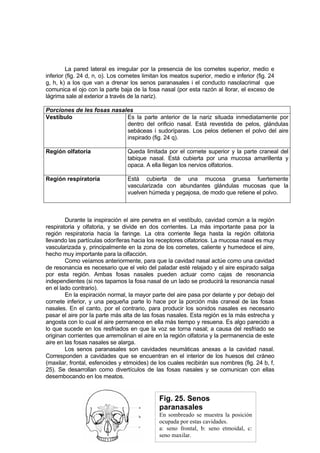 La pared lateral es irregular por la presencia de los cornetes superior, medio e
inferior (fig. 24 d, n, o). Los cornetes limitan los meatos superior, medio e inferior (fig. 24
g, h, k) a los que van a drenar los senos paranasales i el conducto nasolacrimal que
comunica el ojo con la parte baja de la fosa nasal (por esta razón al llorar, el exceso de
lágrima sale al exterior a través de la nariz).

Porciones de les fosas nasales
Vestíbulo                   Es la parte anterior de la nariz situada inmediatamente por
                            dentro del orificio nasal. Está revestida de pelos, glándulas
                            sebáceas i sudoríparas. Los pelos detienen el polvo del aire
                            inspirado (fig. 24 q).

Región olfatoria                  Queda limitada por el cornete superior y la parte craneal del
                                  tabique nasal. Está cubierta por una mucosa amarillenta y
                                  opaca. A ella llegan los nervios olfatorios.

Región respiratoria               Está cubierta de una mucosa gruesa fuertemente
                                  vascularizada con abundantes glándulas mucosas que la
                                  vuelven húmeda y pegajosa, de modo que retiene el polvo.



        Durante la inspiración el aire penetra en el vestíbulo, cavidad común a la región
respiratoria y olfatoria, y se divide en dos corrientes. La más importante pasa por la
región respiratoria hacia la faringe. La otra corriente llega hasta la región olfatoria
llevando las partículas odoríferas hacia los receptores olfatorios. La mucosa nasal es muy
vascularizada y, principalmente en la zona de los cornetes, caliente y humedece el aire,
hecho muy importante para la olfacción.
        Como veíamos anteriormente, para que la cavidad nasal actúe como una cavidad
de resonancia es necesario que el velo del paladar esté relajado y el aire espirado salga
por esta región. Ambas fosas nasales pueden actuar como cajas de resonancia
independientes (si nos tapamos la fosa nasal de un lado se producirá la resonancia nasal
en el lado contrario).
        En la espiración normal, la mayor parte del aire pasa por delante y por debajo del
cornete inferior, y una pequeña parte lo hace por la porción más craneal de las fosas
nasales. En el canto, por el contrario, para producir los sonidos nasales es necesario
pasar el aire por la parte más alta de las fosas nasales. Esta región es la más estrecha y
angosta con lo cual el aire permanece en ella más tiempo y resuena. Es algo parecido a
lo que sucede en los resfriados en que la voz se torna nasal; a causa del resfriado se
originan corrientes que arremolinan el aire en la región olfatoria y la permanencia de este
aire en las fosas nasales se alarga.
        Los senos paranasales son cavidades neumáticas anexas a la cavidad nasal.
Corresponden a cavidades que se encuentran en el interior de los huesos del cráneo
(maxilar, frontal, esfenoides y etmoides) de los cuales recibirán sus nombres (fig. 24 b, f,
25). Se desarrollan como divertículos de las fosas nasales y se comunican con ellas
desembocando en los meatos.


                                               Fig. 25. Senos
                                               paranasales
                                               En sombreado se muestra la posición
                                               ocupada por estas cavidades.
                                               a: seno frontal, b: seno etmoidal, c:
                                               seno maxilar.
 