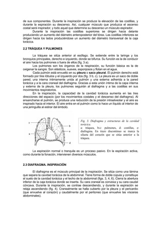 de sus componentes. Durante la inspiración se produce la elevación de las costillas, y
durante la espiración su descenso. Así, cualquier músculo que produzca el ascenso
costal será inspirador, y todo aquel que determine su descenso un músculo espirador.
        Durante la inspiración las costillas superiores se dirigen hacia delante
produciendo un aumento del diámetro anteroposterior del tórax. Las costillas inferiores se
dirigen hacia los lados produciéndose un aumento del diámetro transversal de la caja
torácica.

2.2 TRÁQUEA Y PULMONES

         La tráquea se sitúa anterior al esófago. Se extiende entre la laringe y los
bronquios principales, derecho e izquierdo, donde se bifurca. Su función es la de conducir
el aire hacia los pulmones o fuera de ellos (fig. 3 a).
         Los pulmones son los órganos de la respiración, su función básica es la de
oxigenar la sangre. Son elásticos, suaves, esponjosos y flotan en el agua.
         Cada pulmón está envuelto en su pleura o saco pleural. El pulmón derecho está
formado por tres lóbulos y el izquierdo por dos (fig. 3 b, c). La pleura es un saco de doble
pared, una interna íntimamente unida al pulmón y una externa adherida a la pared
torácica y a la cara craneal del diafragma. Gracias a esta unión íntima de la capa interna
y externa de la pleura, los pulmones seguirán al diafragma y a las costillas en sus
movimientos respiratorios.
         En la inspiración, la capacidad de la cavidad torácica aumenta en las tres
direcciones del espacio (por los movimientos costales y el descenso del diafragma). Al
ensancharse el pulmón, se produce una reducción de la presión intraalveolar y el aire es
inspirado hacia el interior. El aire entra en el pulmón como lo hace un líquido al interior de
una jeringuilla al estirar del émbolo.



                                               Fig. 3. Diafragma y estructuras de la cavidad
                                               torácica.
                                               a: tráquea, b-c: pulmones, d: costillas, e:
                                               diafragma. En trazo discontinuo se marca la
                                               silueta del corazón que se sitúa anterior a la
                                               tráquea.



      La espiración normal o tranquila es un proceso pasivo. En la espiración activa,
como durante la fonación, intervienen diversos músculos.


2.3 DIAFRAGMA. INSPIRACIÓN

         El diafragma es el músculo principal de la inspiración. Se sitúa como una lámina
que separa la cavidad torácica de la abdominal. Tiene forma de doble cúpula y constituye
el suelo de la cavidad torácica y el techo de la abdominal (figs. 3, 4, 6). Cierra la abertura
inferior de la caja torácica donde se inserta. Su cara craneal es convexa y su cara caudal
cóncava. Durante la inspiración, se contrae descendiendo, y durante la espiración se
relaja ascendiendo (fig. 4). Cranealmente se halla cubierto por la pleura y el pericardio
(que envuelve al corazón) y caudalmente por el peritoneo (que envuelve las vísceras
abdominales).
 