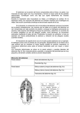El abdomen es la porción del tronco comprendida entre el tórax y la pelvis. Los
músculos de esta región son muy importantes y forman la mayor parte de las paredes
abdominales. Constituyen como una faja que sujeta fuertemente las vísceras
abdominales.
Durante la inspiración esta musculatura se relaja y el diafragma se contrae. En la
espiración activa, los músculos del abdomen se contraen mientras que el diafragma se
relaja. Esta acción coordinada constituye el denominado soporte de la voz.

       En la fonación, la contracción de la musculatura del abdomen provoca el aumento
de la presión intraabdominal. Las vísceras que se hallan en el interior del abdomen se
ven comprimidas por este aumento de presión y empujan al diafragma provocando su
ascenso. Este ascenso del diafragma empuja los pulmones y determina un aumento de
la presión subglótica ya que los pliegues vocales, como decíamos, se encuentran
acercados impidiendo el paso del aire. Finalmente, la presión es suficiente i el aire es
espirado con fuerza produciéndose la abertura y vibración de los pliegues vocales
(cuerdas vocales).

        El mecanismo de soporte de la voz en el canto puede explicarse con un ejemplo.
El diafragma actúa como el émbolo de una jeringuilla, desplazándose en el interior de la
caja torácica que se mantiene el mayor tiempo posible en posición inspiratoria, la
musculatura abdominal actúa sobre el émbolo haciéndolo subir con mayor o menor
fuerza.
Los músculos abdominales se sitúan en la pared anterior y paredes laterales del
abdomen (fig. 6). Son músculos planos y grandes, a excepción del piramidal que es muy
pequeño y de tamaño variable, siendo su acción despreciable.


Músculos del abdomen
Pared anterior                     Recto del abdomen (fig. 6 d)

                                   Piramidal (fig. 6 g)

Pared lateral                      Oblicuo externo (mayor) del abdomen (fig. 6 b)

                                   Oblicuo interno (menor) del abdomen (fig. 6 e)

                                   Transverso del abdomen (fig. 6 f)




                                              Fig. 6. Músculos del
                                              abdomen y diafragma.
                                              a, c: cúpulas derecha e
                                              izquierda del diafragma, b:
                                              oblicuo     externo       del
                                              abdomen, d: recto del
                                              abdomen, e: oblicuo interno
                                              del abdomen, f: transverso
                                              del abdomen, g: piramidal
 