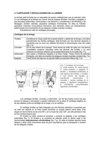 3.1 CARTÍLAGOS Y ARTICULACIONES DE LA LARINGE

La laringe está formada por un esqueleto de piezas cartilaginosas que se articulan entre
sí. Los cartílagos de la laringe son nueve: tres de impares (tiroides, cricoides y epiglotis) y
tres de pares (aritenoides, corniculados o de Santorini y cuneiformes o de Wrisberg o de
Morgagni). Existen, además, pequeños cartílagos inconstantes. En ellos se insertan
pequeños músculos (musculatura intrínseca), que actuando sobre sus articulaciones,
determinarán los movimientos de los pliegues vocales (cuerdas vocales).
        Estudiaremos sólo los cartílagos principales.

Cartílagos de la laringe

Tiroides        Constituye la mayor parte de la pared anterior y lateral de la laringe y envuelve
                parcialmente los demás cartílagos. Está formado por dos láminas (derecha e
                izquierda) que se unen por delante formando la denominada nuez del cuello
                (fig. 7 e)
Cricoides       Es el más inferior de la laringe. Tiene forma de anillo de sello con una lámina
                cuadrilátera posterior dispuesta entre las láminas del tiroides y un arco
                estrecho en posición anterior que se palpa fácilmente en el cuello (fig. 7 h).
Aritenoides     Son pares y simétricos respecto a la línea media. Tienen forma de pirámide
                triangular y en ellos se insertan los pliegues vocales (cuerdas vocales) (fig. 7 k).
Epiglotis       Tiene forma de hoja con su pecíolo (tallo) en posición inferior (fig. 7 a).


                                                             Fig. 7. Cartílagos de la laringe.
                                                             A. visión anterior, B: visión lateral,
                                                             C: visión posterior. a: epiglotis, b:
                                                             hioides, c: membrana tirohioidea, d:
                                                             asta superior del tiroides, e: tiroides,
                                                             f: asta inferior del tiroides, g:
                                                             articulación     cricotiroidea,       h:
                                                             cricoides, i: primer cartílago de la
                                                             tráquea, j: ligamento tiroepiglótico,
                                                             k: articulación cricoaritenoidea,
                                                             ligamento cricotiroideo.




        Los cartílagos tiroides, cricoides y aritenoides son de tipo hialino (como los que
forman la tráquea y bronquios) y pueden osificarse con la edad. El cartílago epiglotis es
de tipo elástico (como el cartílago de la oreja) y no se calcifica.

        El cartílago tiroides se halla integrado por dos láminas (derecha e izquierda) que
se unen por delante en la línea media formando un ángulo abierto hacia atrás. Este
ángulo en los hombres es de unos 90° y en la mujer de unos 120°, por ello protubera más
en los hombres bajo la piel.
        El tiroides se sitúa craneal al cricoides y contiene la epiglotis y los cartílagos
aritenoides (fig. 7). El tiroides y el cricoides se articulan entre sí dando lugar a las
denominadas articulaciones cricotiroideas (fig. 7 g). En ellas el tiroides bascula hacia
delante y atrás. Este movimiento será de gran importancia para la elongación y tensión
de los pliegues vocales.
 