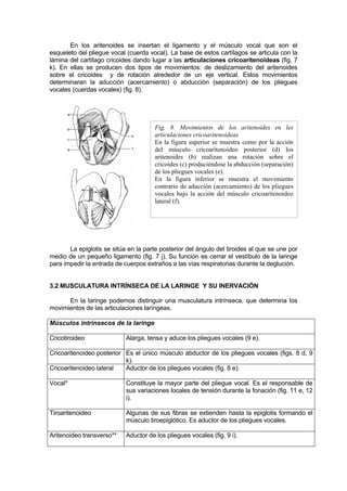 En los aritenoides se insertan el ligamento y el músculo vocal que son el
esqueleto del pliegue vocal (cuerda vocal). La base de estos cartílagos se articula con la
lámina del cartílago cricoides dando lugar a las articulaciones cricoaritenoideas (fig. 7
k). En ellas se producen dos tipos de movimientos: de deslizamiento del aritenoides
sobre el cricoides y de rotación alrededor de un eje vertical. Estos movimientos
determinaran la aducción (acercamiento) o abducción (separación) de los pliegues
vocales (cuerdas vocales) (fig. 8).




                                       Fig. 8. Movimientos de los aritenoides en les
                                       articulaciones cricoaritenoideas
                                       En la figura superior se muestra como por la acción
                                       del músculo cricoaritenoideo posterior (d) los
                                       aritenoides (b) realizan una rotación sobre el
                                       cricoides (c) produciéndose la abducción (separación)
                                       de los pliegues vocales (e).
                                       En la figura inferior se muestra el movimiento
                                       contrario de aducción (acercamiento) de los pliegues
                                       vocales bajo la acción del músculo cricoaritenoideo
                                       lateral (f).




       La epiglotis se sitúa en la parte posterior del ángulo del tiroides al que se une por
medio de un pequeño ligamento (fig. 7 j). Su función es cerrar el vestíbulo de la laringe
para impedir la entrada de cuerpos extraños a las vías respiratorias durante la deglución.


3.2 MUSCULATURA INTRÍNSECA DE LA LARINGE Y SU INERVACIÓN

      En la laringe podemos distinguir una musculatura intrínseca, que determina los
movimientos de las articulaciones laríngeas.

Músculos intrínsecos de la laringe

Cricotiroideo               Alarga, tensa y aduce los pliegues vocales (9 e).

Cricoaritenoideo posterior Es el único músculo abductor de los pliegues vocales (figs. 8 d, 9
                           k).
Cricoaritenoideo lateral   Aductor de los pliegues vocales (fig. 8 e).

Vocal*                      Constituye la mayor parte del pliegue vocal. Es el responsable de
                            sus variaciones locales de tensión durante la fonación (fig. 11 e, 12
                            i).

Tiroaritenoideo             Algunas de sus fibras se extienden hasta la epiglotis formando el
                            músculo tiroepiglótico. Es aductor de los pliegues vocales.

Aritenoideo transverso**    Aductor de los pliegues vocales (fig. 9 i).
 