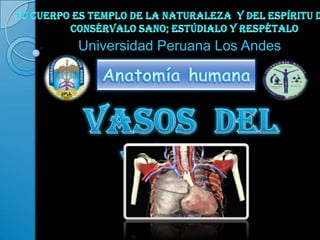 Universidad Peruana Los Andes
 