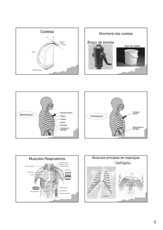 2
Costelas
Movimento das costelas
INSPIRAÇAO
EXPIRAÇAO
Musculos Respiratorios Musculos principais da respiraçao
Diafragma
 