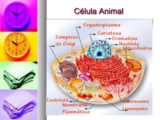 Célula AnimalCélula Animal
 
