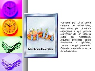 Formada por uma dupla
camada de fosfolipídios,
bem como por proteínas
espaçadas e que podem
atravessar de um lado a
outro da membrana.
Algumas proteínas estão
associadas a glicídios,
formando as glicoproteínas.
Controla a entrada e saída
de substâncias.
 