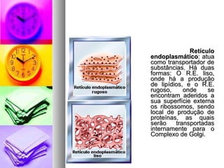 RetículoRetículo
endoplasmáticoendoplasmático: atua: atua
como transportador decomo transportador de
substâncias. Há duassubstâncias. Há duas
formas: O R.E. liso,formas: O R.E. liso,
onde há a produçãoonde há a produção
de lipídios, e o R.E.de lipídios, e o R.E.
rugoso, onde serugoso, onde se
encontram aderidos aencontram aderidos a
sua superfície externasua superfície externa
os ribossomos, sendoos ribossomos, sendo
local de produção delocal de produção de
proteínas, as quaisproteínas, as quais
serão transportadasserão transportadas
internamente para ointernamente para o
Complexo de Golgi.Complexo de Golgi.
 