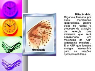 Mitocôndria:Mitocôndria:
Organela formada porOrganela formada por
duas membranasduas membranas
lipoprotéicas. Dentrolipoprotéicas. Dentro
delas se realiza odelas se realiza o
processo de extraçãoprocesso de extração
de energia dosde energia dos
alimentos que seráalimentos que será
armazenada emarmazenada em
moléculas de ATPmoléculas de ATP
(adenosina trifosfato).(adenosina trifosfato).
É o ATP que forneceÉ o ATP que fornece
energia necessáriaenergia necessária
para as reaçõespara as reações
químicas celulares.químicas celulares.
 