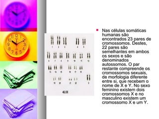  Nas células somáticasNas células somáticas
humanas sãohumanas são
encontrados 23 pares deencontrados 23 pares de
cromossomos. Destes,cromossomos. Destes,
22 pares são22 pares são
semelhantes em ambossemelhantes em ambos
os sexos e sãoos sexos e são
denominadosdenominados
autossomos. O parautossomos. O par
restante compreende osrestante compreende os
cromossomos sexuais,cromossomos sexuais,
de morfologia diferentede morfologia diferente
entre si, que recebem oentre si, que recebem o
nome de X e Y. No sexonome de X e Y. No sexo
feminino existem doisfeminino existem dois
cromossomos X e nocromossomos X e no
masculino existem ummasculino existem um
cromossomo X e um Y.cromossomo X e um Y.
 