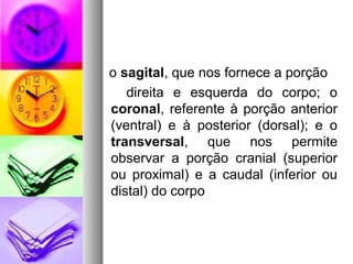 o sagital, que nos fornece a porção
direita e esquerda do corpo; o
coronal, referente à porção anterior
(ventral) e à posterior (dorsal); e o
transversal, que nos permite
observar a porção cranial (superior
ou proximal) e a caudal (inferior ou
distal) do corpo
 