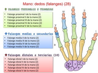 Falange Hand Huesos del cuerpo humano | PPT