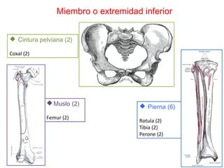 Miembro o extremidad inferior
 Cintura pelviana (2)
Coxal (2)
Muslo (2)
Femur (2)
 Pierna (6)
Rotula (2)
Tibia (2)
Perone (2)
 