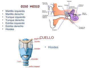 • Martillo izquierdo
• Martillo derecho
• Yunque izquierdo
• Yunque derecho
• Estribo izquierdo
• Estribo derecho
• Hioides
CUELLO
• Hioides
 