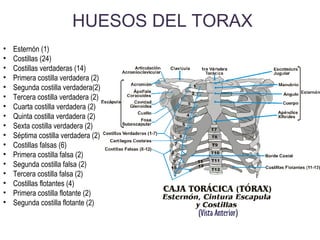 HUESOS DEL TORAX
• Esternón (1)
• Costillas (24)
• Costillas verdaderas (14)
• Primera costilla verdadera (2)
• Segunda costilla verdadera(2)
• Tercera costilla verdadera (2)
• Cuarta costilla verdadera (2)
• Quinta costilla verdadera (2)
• Sexta costilla verdadera (2)
• Séptima costilla verdadera (2)
• Costillas falsas (6)
• Primera costilla falsa (2)
• Segunda costilla falsa (2)
• Tercera costilla falsa (2)
• Costillas flotantes (4)
• Primera costilla flotante (2)
• Segunda costilla flotante (2)
 