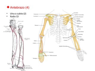 Antebrazo (4)
• Ulna o cubito (2)
• Radio (2)
 