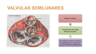 VALVULAS SEMILUNARES
Poseen 3 valvas.

Constituidas por tejido
fibroso avascular.

Los espacios entre las valvas y
las paredes de los vasos son
los senos aórtico y pulmonar.

 