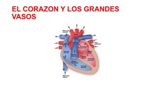 EL CORAZON Y LOS GRANDES
VASOS

 
