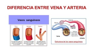 DIFERENCIA ENTRE VENA Y ARTERIA

 