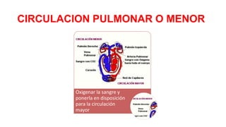 CIRCULACION PULMONAR O MENOR

Oxigenar la sangre y
ponerla en disposición
para la circulación
mayor

 