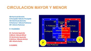 CIRCULACION MAYOR Y MENOR
AD=Aurícula Derecha
V.Tricúspide=Válvula Tricúspide
VD=Ventrículo Derecho
V.Pulmonar= Válvula Pulmonar
AP= Arteria Pulmonar
P= PULMONES
AI= Aurícula Izquierda
V.Mitral= Válvula Mitral
VI=Ventrículo Izquierdo
V.Aórtica= Válvula Aórtica
AO= Arteria Aorta
C=CUERPO

 