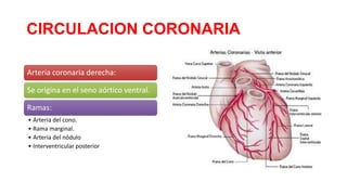 CIRCULACION CORONARIA
Arteria coronaria derecha:
Se origina en el seno aórtico ventral.
Ramas:
• Arteria del cono.
• Rama marginal.
• Arteria del nódulo
• Interventricular posterior

 