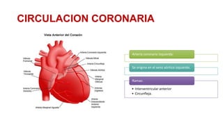 CIRCULACION CORONARIA

Arteria coronaria Izquierda:

Se origina en el seno aórtico izquierdo.

Ramas:
• Interventricular anterior
• Circunfleja.

 