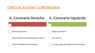 CIRCULACION CORONARIA

A. Coronaria Derecha

A. Coronaria Izquierda

Ventrículo derecho

Mayor parte del V.I

Parte derecha de la pared posterior del V.I.

Pare del V.D.

Parte del tabique interventricular

La mayor parte del tabique interventricular

 