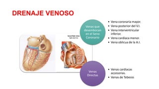 DRENAJE VENOSO
Venas que
desembocan
en el Seno
Coronario

Venas
Directas

• Vena coronaria mayor.
• Vena posterior del V.I.
• Vena interventricular
inferior.
• Vena cardiaca menor.
• Vena oblicua de la A.I.

• Venas cardiacas
accesorias.
• Venas de Tebesio

 