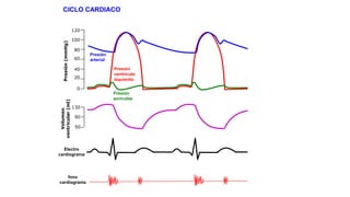 CICLO CARDIACO

Presión (mmHg)

120
100
80
60
40
20

Presión
arterial
Presión
ventrículo
izquierdo

Volumen
ventricular (ml)

0
Presión
aurículas
130
90
50

Electro
cardiograma

fono
cardiograma

 