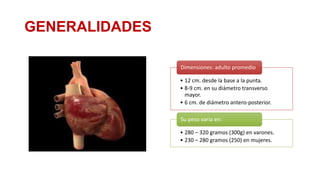 GENERALIDADES
Dimensiones: adulto promedio
• 12 cm. desde la base a la punta.
• 8-9 cm. en su diámetro transverso
mayor.
• 6 cm. de diámetro antero-posterior.
Su peso varia en:
• 280 – 320 gramos (300g) en varones.
• 230 – 280 gramos (250) en mujeres.

 