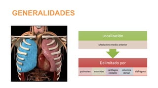 GENERALIDADES
Localización
Mediastino medio anterior

Delimitado por
pulmones

esternón

cartílagos
costales

columna
dorsal

diafragma

 