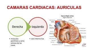 CAMARAS CARDIACAS: AURICULAS

Derecha

• músculos
pectíneos y seno
venoso de las
cavas

Izquierda

• cara interna lisa

 