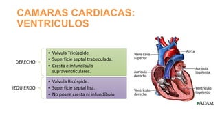 CAMARAS CARDIACAS:
VENTRICULOS

DERECHO

IZQUIERDO

• Valvula Tricúspide
• Superficie septal trabeculada.
• Cresta e infundíbulo
supraventriculares.
• Valvula Bicúspide.
• Superficie septal lisa.
• No posee cresta ni infundíbulo.

 
