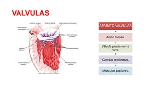 VALVULAS
APARATO VALVULAR
Anillo fibroso.
Válvula propiamente
dicha.
Cuerdas tendinosas.
Músculos papilares.

 