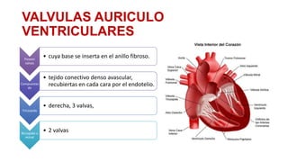 VALVULAS AURICULO
VENTRICULARES
Poseen
valvas

Compuestas
de

Tricúspide

Bicúspide o
mitral

• cuya base se inserta en el anillo fibroso.
• tejido conectivo denso avascular,
recubiertas en cada cara por el endotelio.
• derecha, 3 valvas,

• 2 valvas

 