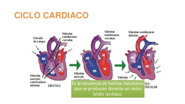 Sistema Cardiovascular