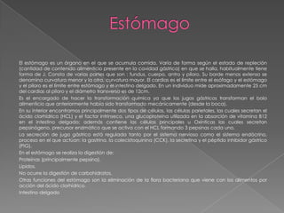 El estómago es un órgano en el que se acumula comida. Varía de forma según el estado de repleción
(cantidad de contenido alimenticio presente en la cavidad gástrica) en que se halla, habitualmente tiene
forma de J. Consta de varias partes que son : fundus, cuerpo, antro y píloro. Su borde menos extenso se
denomina curvatura menor y la otra, curvatura mayor. El cardias es el límite entre el esófago y el estómago
y el píloro es el límite entre estómago y el intestino delgado. En un individuo mide aproximadamente 25 cm
del cardias al píloro y el diámetro transverso es de 12cm.
Es el encargado de hacer la transformación química ya que los jugos gástricos transforman el bolo
alimenticio que anteriormente había sido transformado mecánicamente (desde la boca).
En su interior encontramos principalmente dos tipos de células, las células parietales, las cuales secretan el
ácido clorhídrico (HCL) y el factor intrínseco, una glucoproteína utilizada en la absorción de vitamina B12
en el intestino delgado; además contiene las células principales u Oxínticas las cuales secretan
pepsinógeno, precursor enzimático que se activa con el HCL formando 3 pepsinas cada uno.
La secreción de jugo gástrico está regulada tanto por el sistema nervioso como el sistema endócrino,
proceso en el que actúan: la gastrina, la colecistoquinina (CCK), la secretina y el péptido inhibidor gástrico
(PIG).
En el estómago se realiza la digestión de:
Proteínas (principalmente pepsina).
Lípidos.
No ocurre la digestión de carbohidratos.
Otras funciones del estómago son la eliminación de la flora bacteriana que viene con los alimentos por
acción del ácido clorhídrico.
Intestino delgado

 