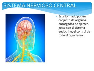 SISTEMA NERVIOSO CENTRAL 
 Esta formado por un 
conjunto de órganos 
encargados de ejercer, 
junto con el sistema 
endocrino, el control de 
todo el organismo. 
 