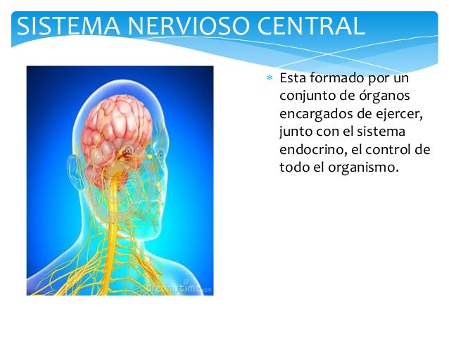 Sistema nervioso central pdf anatomia