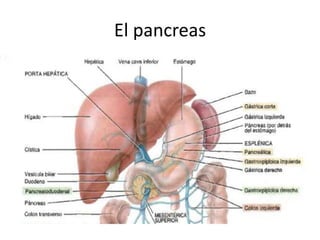 El pancreas
 