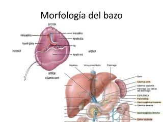 Morfología del bazo
 