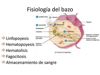 Fisiología del bazo
Linfopoyesis
Hematopoyesis
Hematolisis
Fagocitosis
Almacenamiento de sangre
 